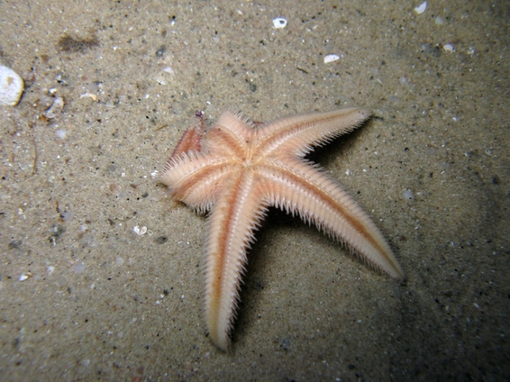 Astropecten irregularis (Pennant, 1777)